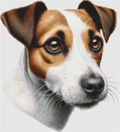 Jack Russell Terrier - Portrait