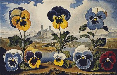 Surrealist Pansies