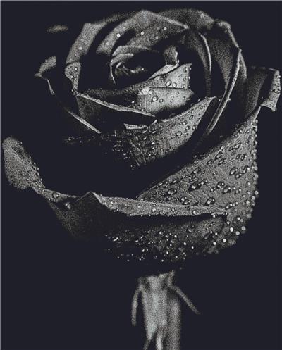 Grey Rose