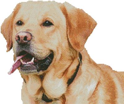 Mini Labrador Retriever (No Background)