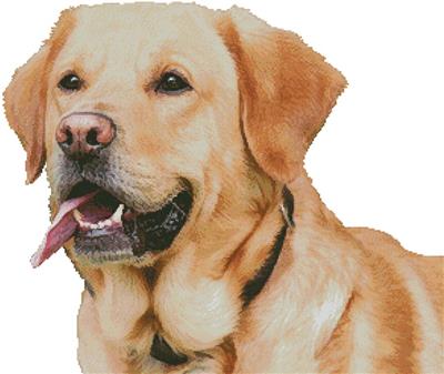 Labrador Retriever (No Background)