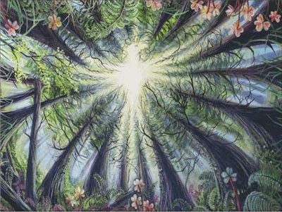 Phoenix in the Redwoods
