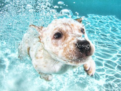 Corey - Underwater Dogs