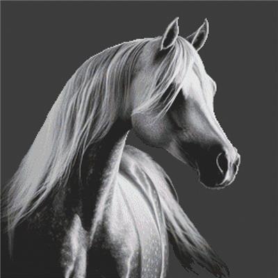 Grey Arabian