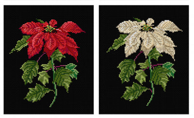 Poinsettia