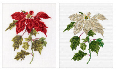Poinsettia  