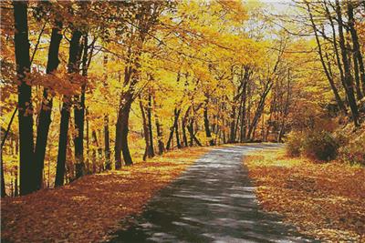 Path through Autumn Trees (Large)