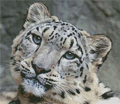 Snow Leopard 3  