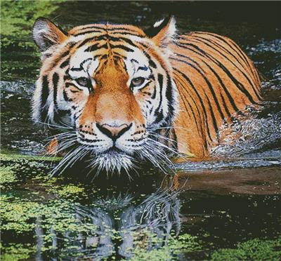 Tiger in Swamp (Large Crop)