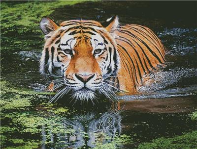Tiger in Swamp (Large)