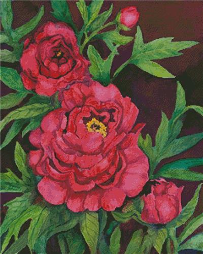 Peonies in Deep Red