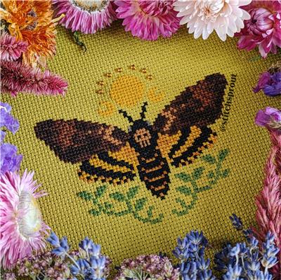 Deaths Head Hawkmoth Sunrise