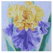Royal Iris