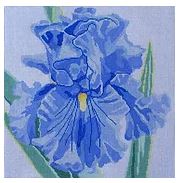 Above the Clouds Iris
