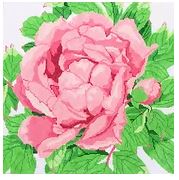 Pink Peony Blossom