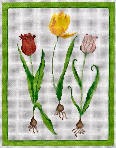 Tulips - 18M