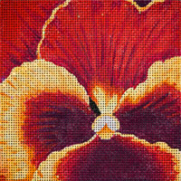 Yellow and Burgundy Pansy
