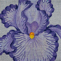 Jeffs Purple Striped Iris