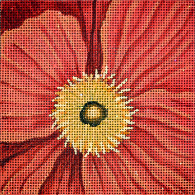 Orange Poppy