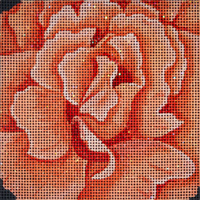 Just Joey's Rose