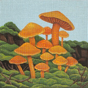 Orange Cap Mushrooms