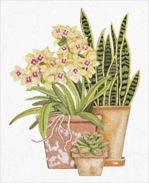 Snake Plant and Succulents