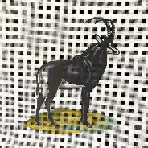 AN499 - Black Antelope (Colors of Praise)