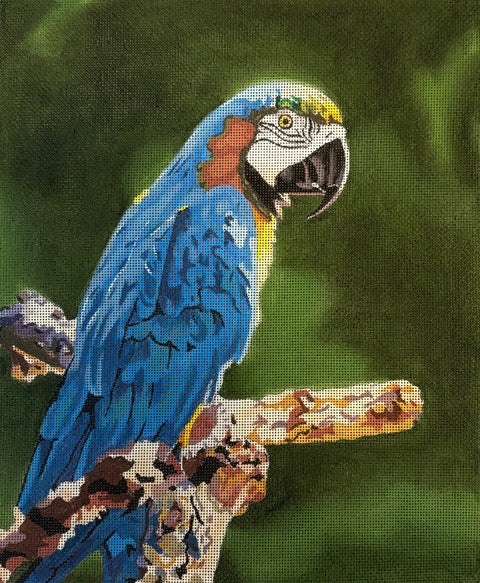 GIA11 - Parrot 18M (Colors of Praise)