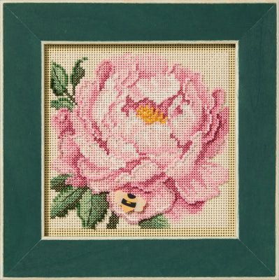 Peony (2025) (Mill Hill)