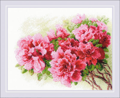 Gorgeous Azalea (Riolis)