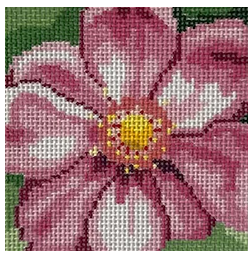 Full Bloom Cosmos (Jean Smith)