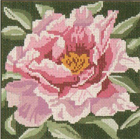 Pink Tree Peony - 13M (Needle Crossings)