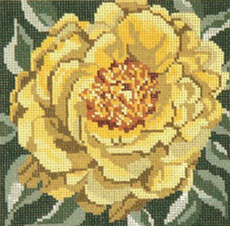 Yellow Tree Peony - 13M (Needle Crossings)