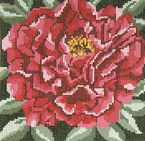 Crimson Tree Peony - 18M (Needle Crossings)