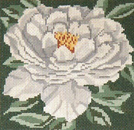 White Tree Peony - 13M (Needle Crossings)