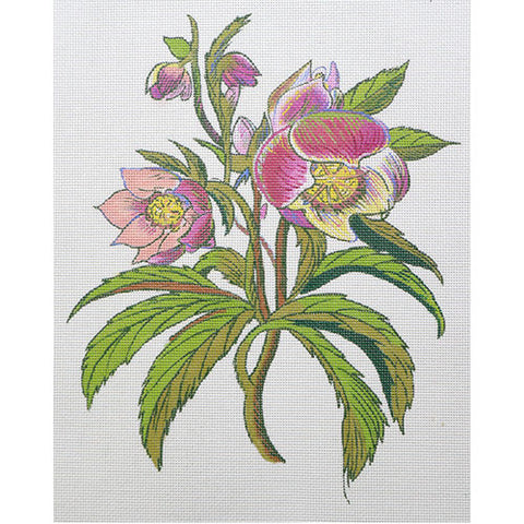 Hellebore (Zecca)