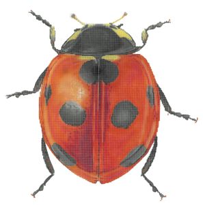 Little Bugs - Lady Bug (Meredith Collection)