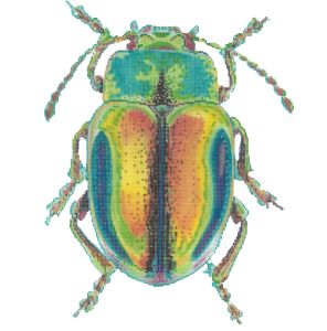 Little Bugs - Psychedelic (Meredith Collection)