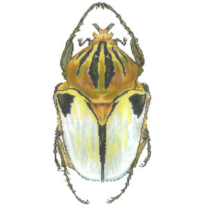 Little Bugs - White & Gold (Meredith Collection)