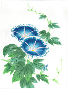 Morning Glory - Blue (Meredith Collection)