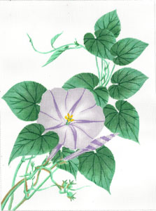 Morning Glory - Purple (Meredith Collection)