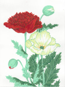 Red and White Poppy (Meredith Collection)