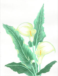 White Lily (Meredith Collection)