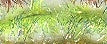 ESM24 Chartreuse Metallique - Estaz Yarn