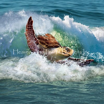 Sea Turtle - Gerry Lofaro (HAED)