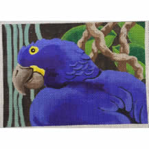 Hyacinth Macaw