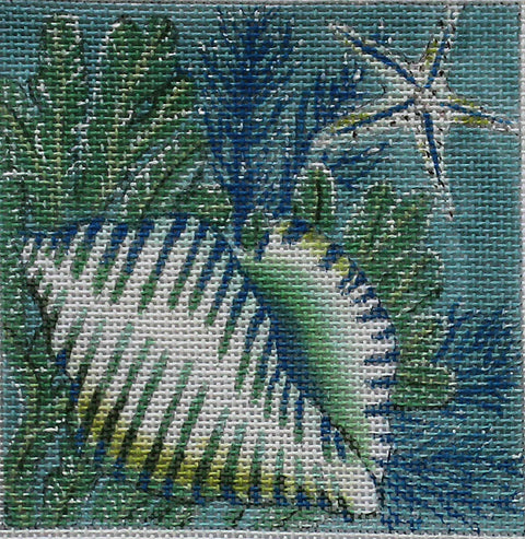 Banded Tulip Shell Square (PLD Designs)