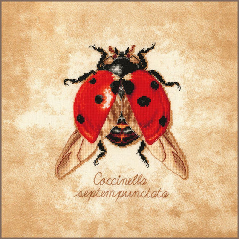 Coccinella septempunctata (Vervaco)