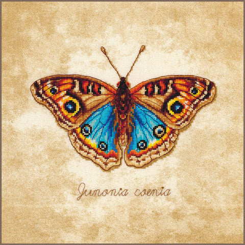 Junonia coenia (Vervaco)