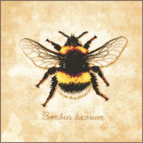 Bombus lucorum (Vervaco)